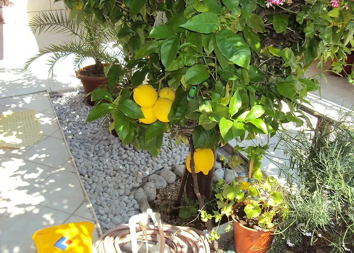 Apartment Lemon