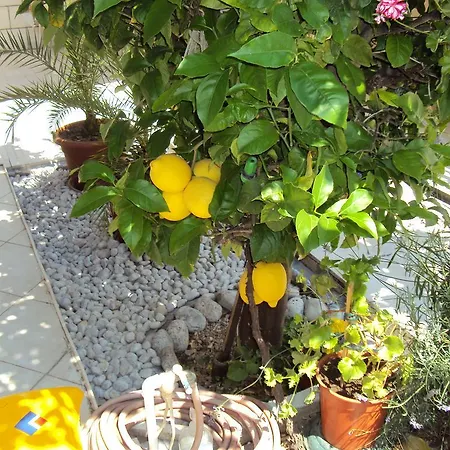 Lägenhet Lemon